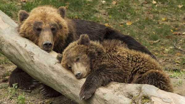 «Быки» подавляют «медведей»: рост биткоина не за горами cryptowiki.ru