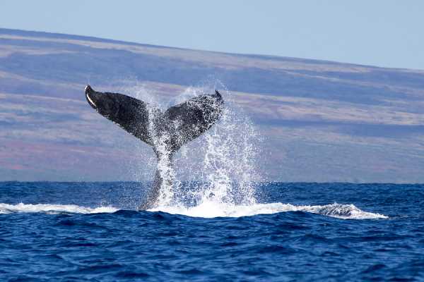 «Токийский кит» продал биткоины Mt. Gox ещё на $230 млн. cryptowiki.ru