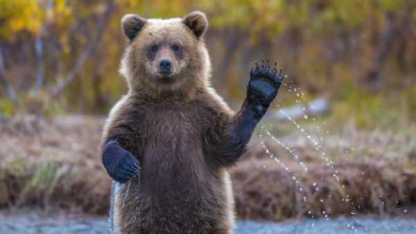 На рынок биткоина пришли медведи cryptowiki.ru