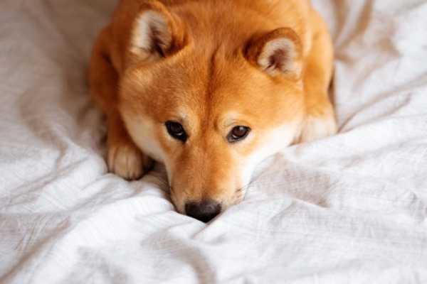 Крупнейшая ближневосточная криптобиржа Rain провела листинг Shiba Inu cryptowiki.ru